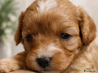 Cavapoo dogs Cavapoo Puppies – Health Tested KC Parents - Advert 5