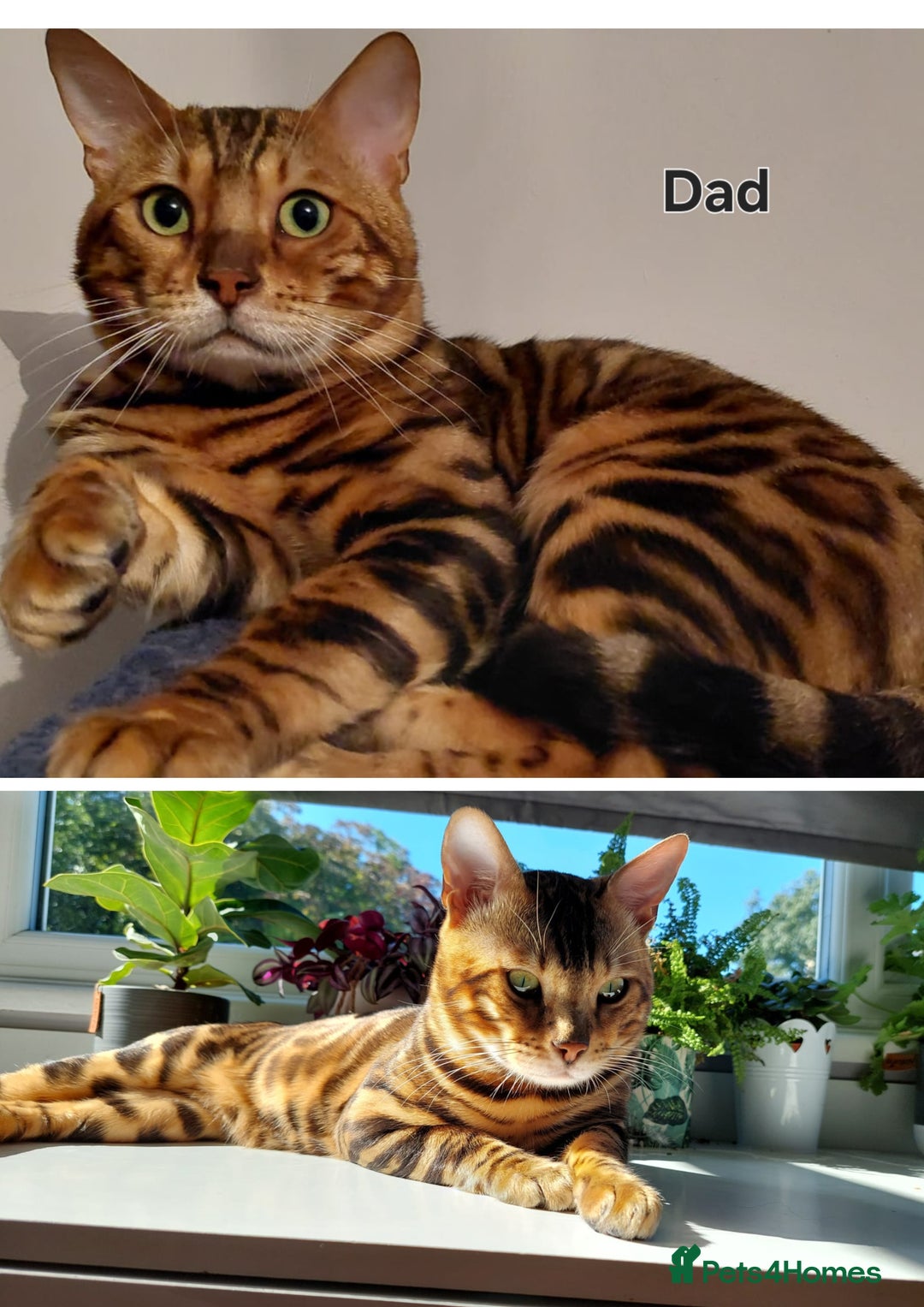 Bengal cats for sale: Tica register Bengal Kittens 😸  - Advert 6