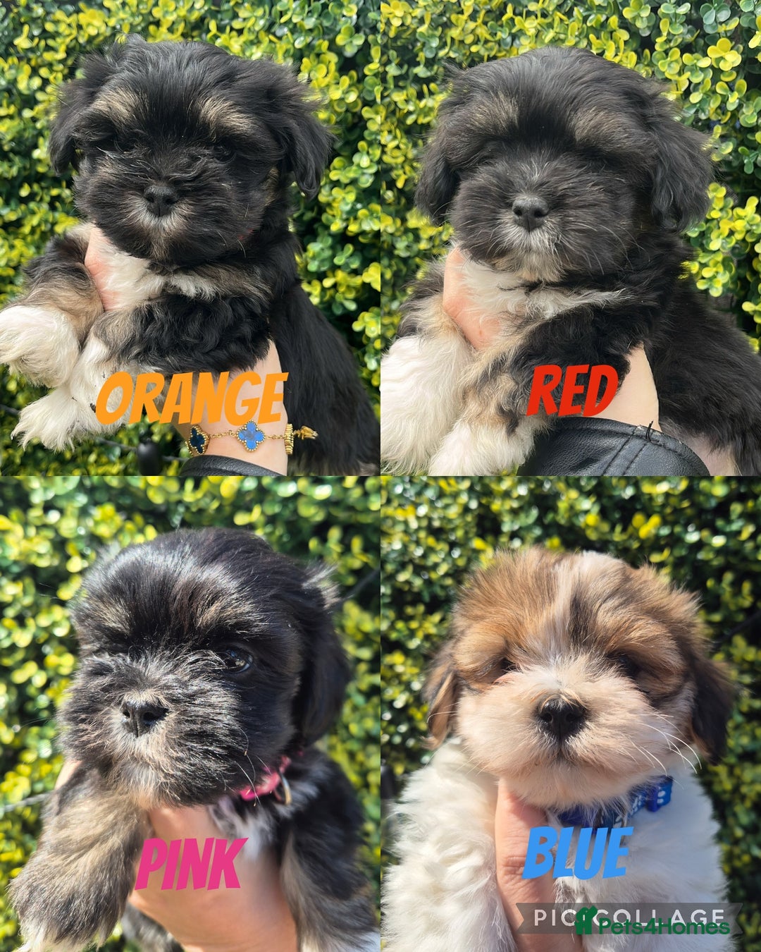 Shih Tzu Tan Maltipoo For Sale Tan Maltese Poodle Maltipoo Puppy