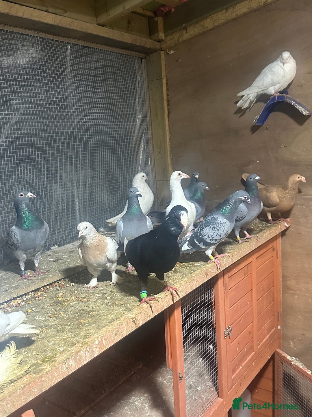Pigeons birds for sale: Racing with pedigree  - Advert 1