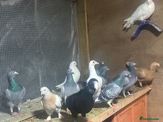 Pigeons birds Racing with pedigree - Advert 1