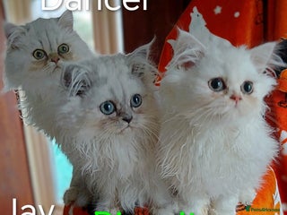 Persian cats Persian long hair white/silver kittens ready to go - Advert 6