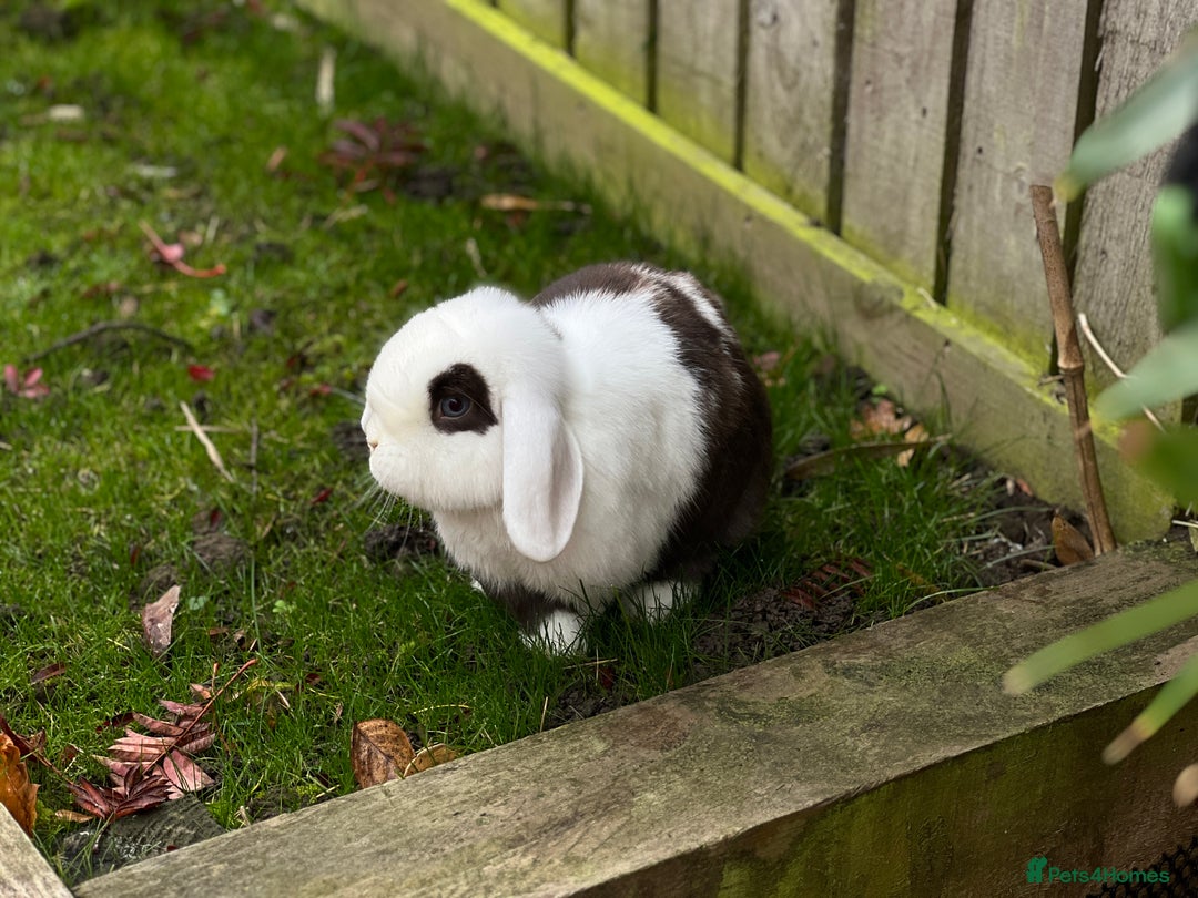 Mini Lop rabbits for sale: Minilops male and female  - Advert 5