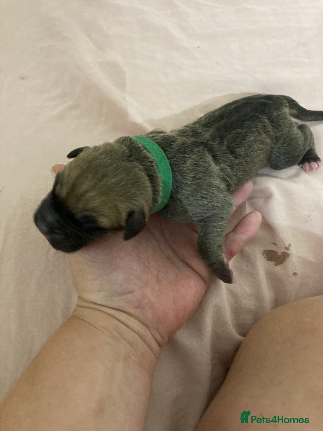 Mixed Breed dogs for sale: Mastiff x Staffy Puppies  - Advert 22