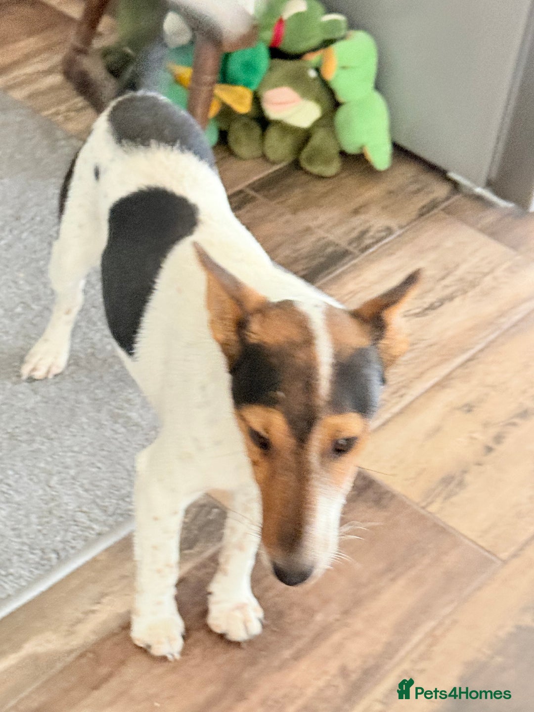 Fox Terrier dogs for adoption: Sweet Mizzo looking for LOVE - Image 12