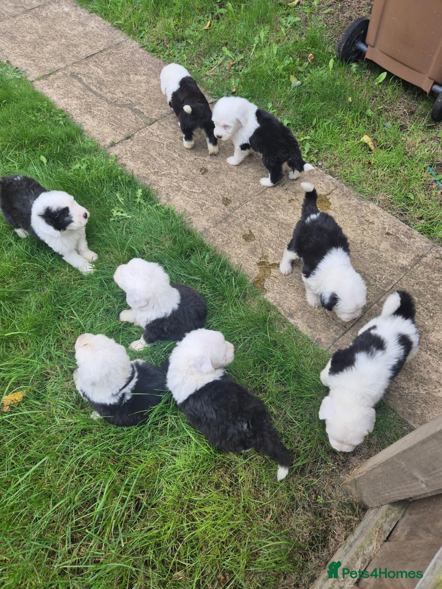 Old English Sheepdog dogs Old english sheepdog  - Advert 2