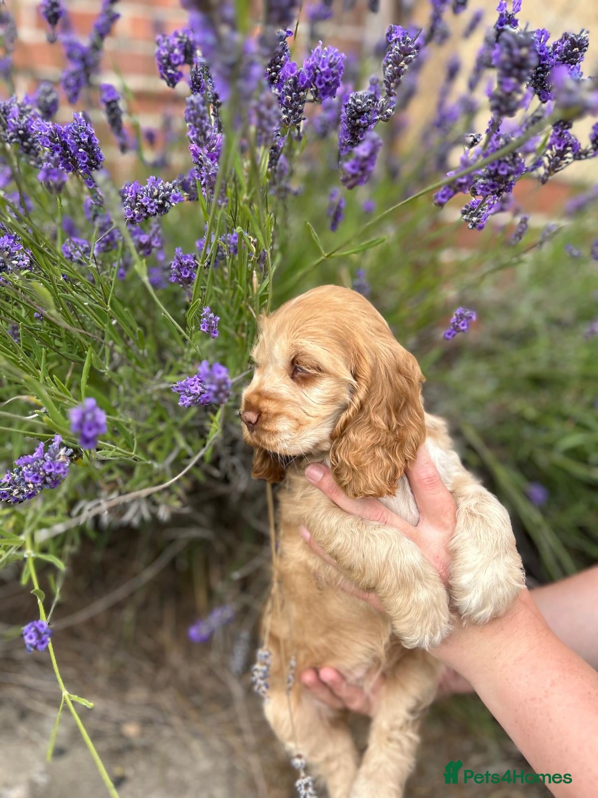 Cocker Spaniel dogs Kc registered cocker spaniel puppies  - Advert 2