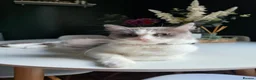 Mixed Breed cats for sale: Ragdoll x - Advert 8