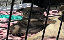 Pug dogs for sale: 2 beautiful pugs left - Image 2