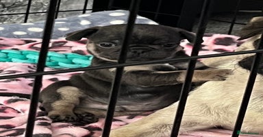Pug dogs - Advert 15