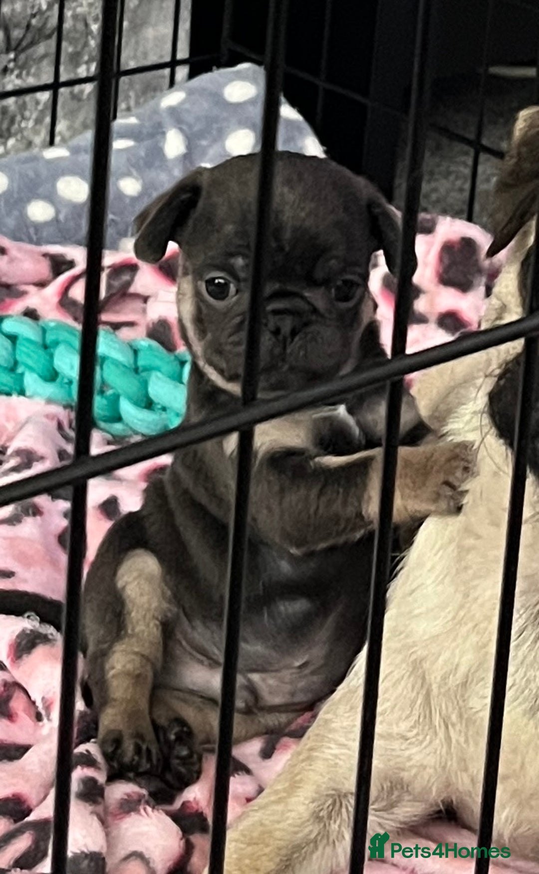 Pug dogs for sale: 2 beautiful pugs left - Image 2