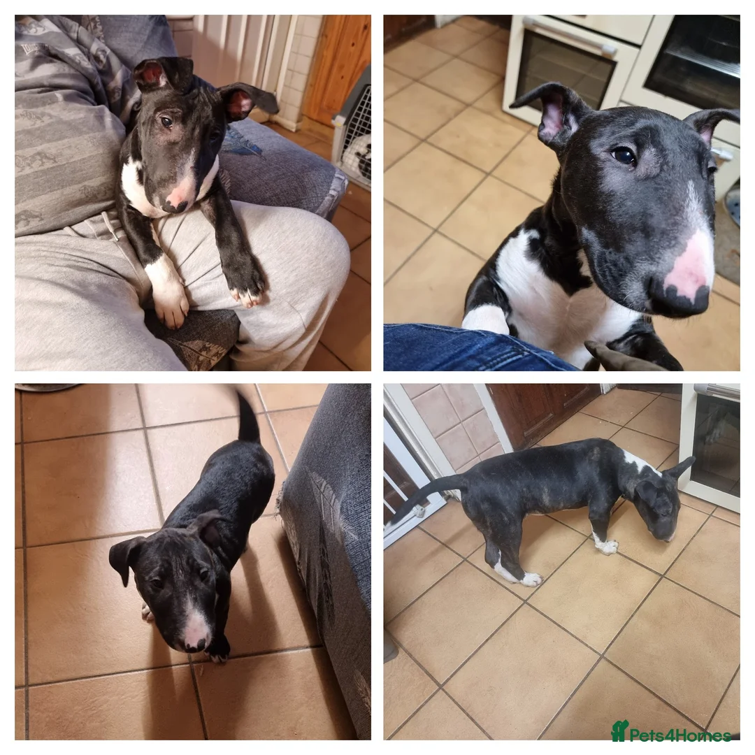 Bull Terrier dogs for sale: Bullterrier pup  - Advert 6