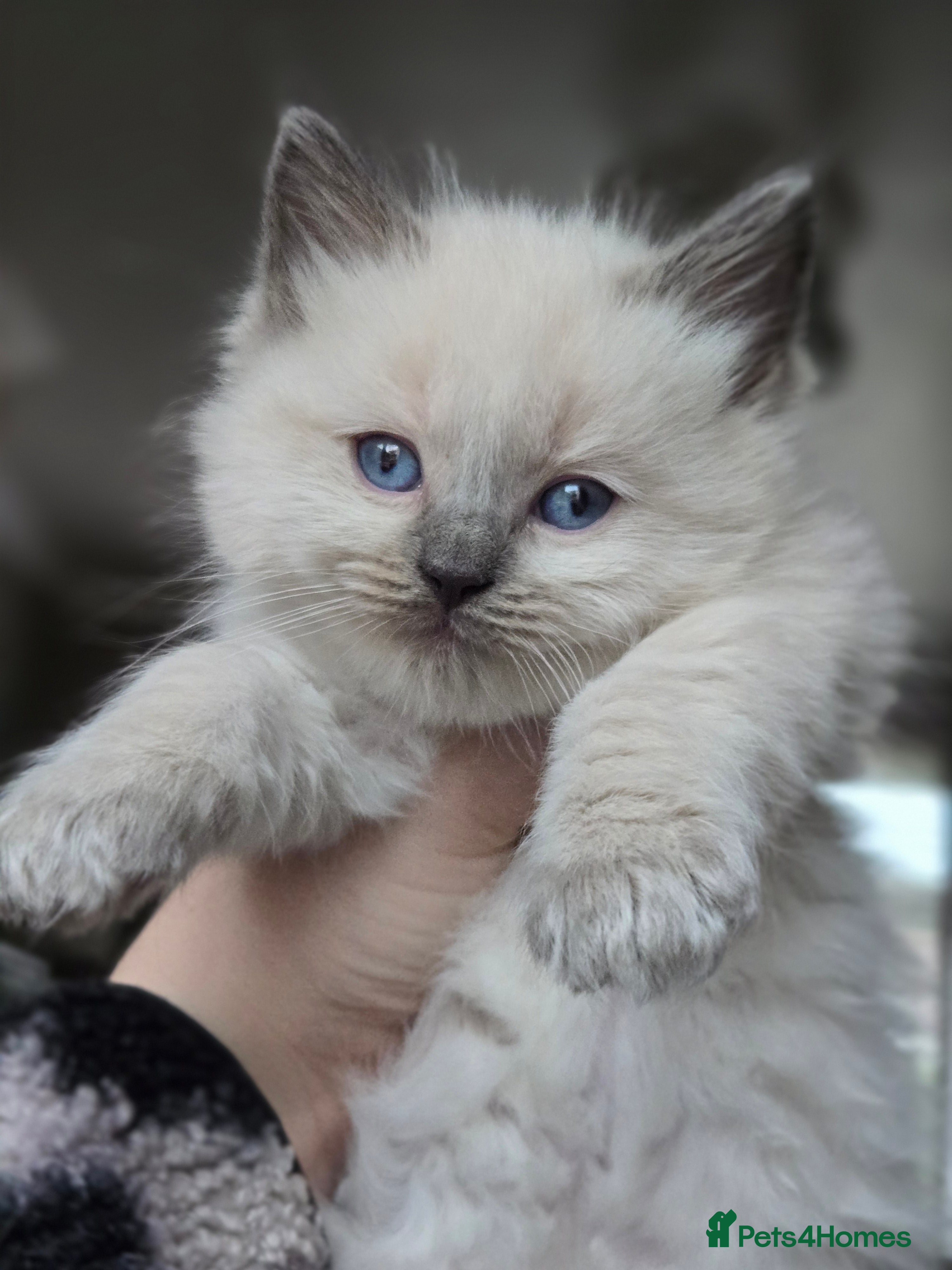 Ragdoll cats One beautiful GCCF ragdoll boy ♂️😺 - Advert 7