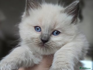 Ragdoll cats One beautiful GCCF ragdoll boy ♂️😺 - Advert 7