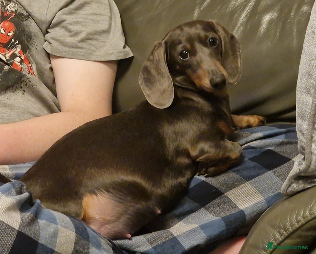 Dachshund dogs for sale: Mini daschund puppies - Image 5