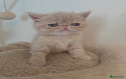 Exotic cats for sale: Exotic Shorthair Kittens - Image 7