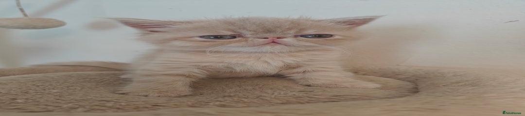 Exotic Kitten 1