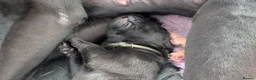 Labrador Retriever dogs for sale: K.C registered, health tested parents: FTCH & FTW - Advert 6