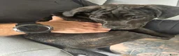 Mixed Breed dogs for sale: Bullmastiff X Cane Corso puppies - Advert 5