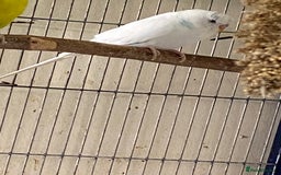 Budgerigars birds for sale: Reserved 4 Budgies searching for new homes  - Image 2