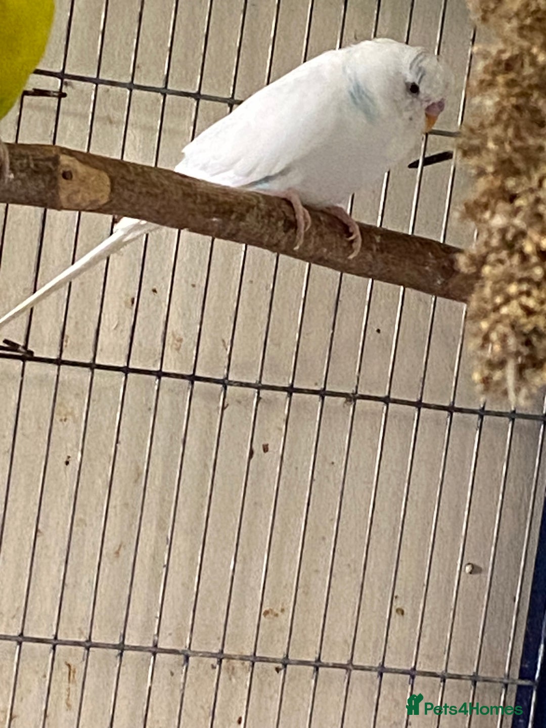 Budgerigars birds for sale: Reserved 4 Budgies searching for new homes  - Image 2
