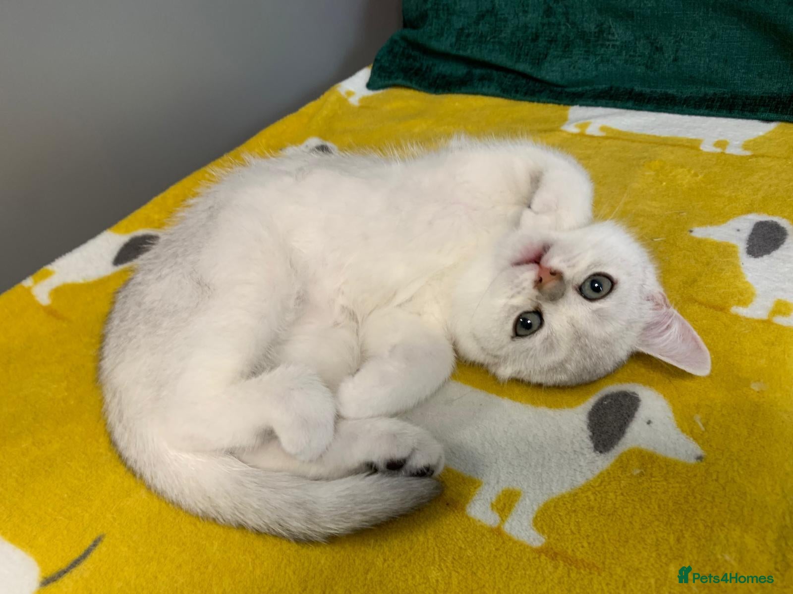 Scottish Fold cats Scottish Straight Fold Kittens - Only 1 left - Advert 2