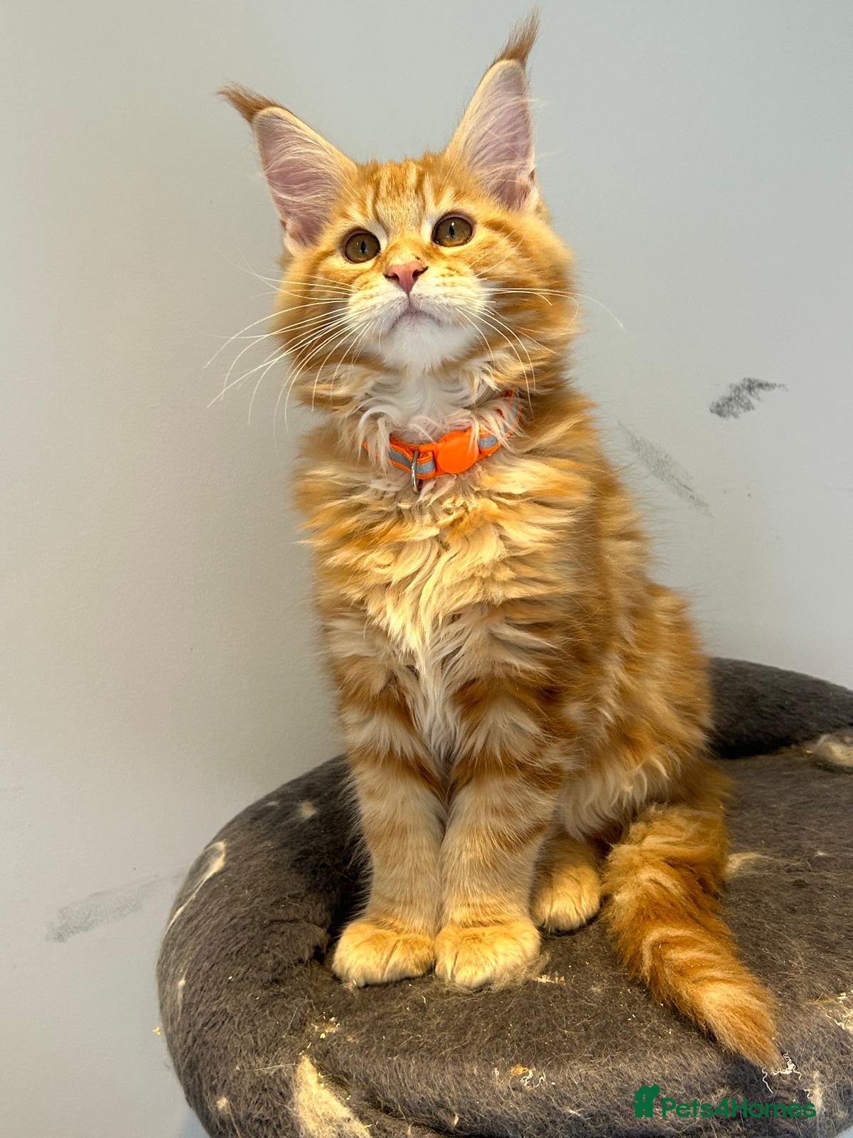 Maine Coon cats XL PEDIGREE MAINECOON KITTENS (KENT) - Advert 4