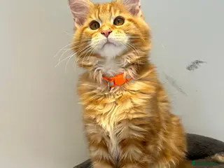 Maine Coon cats XL PEDIGREE MAINECOON KITTENS (KENT) - Advert 4