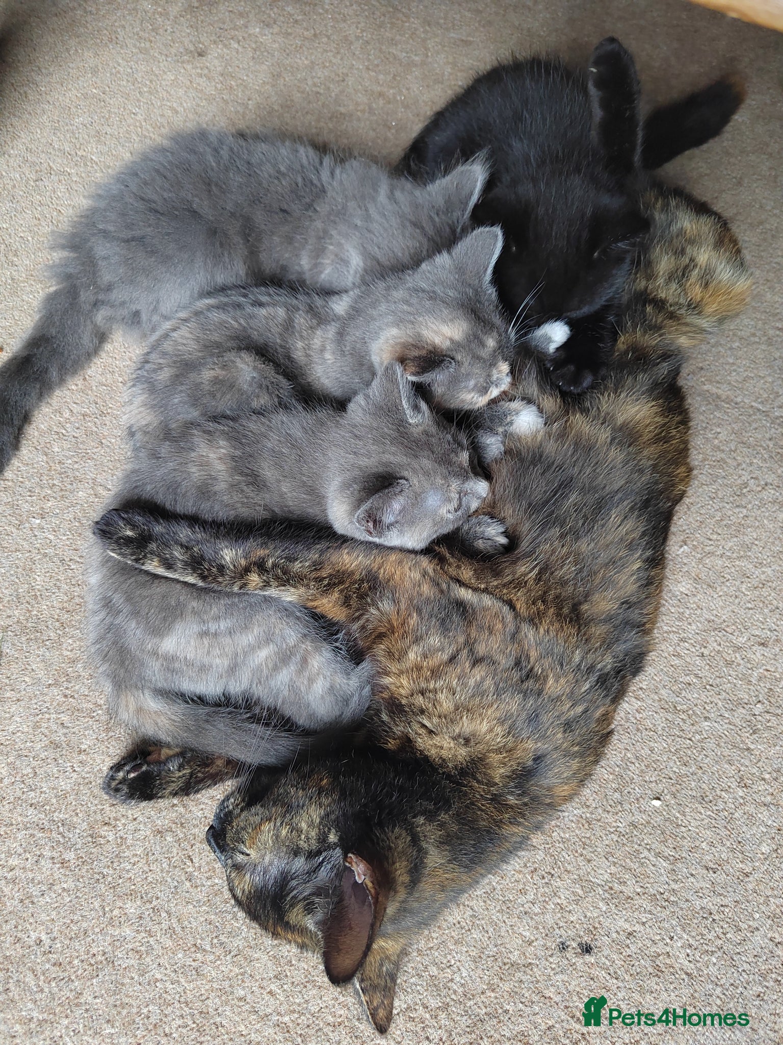 Mixed Breed cats for sale: Beautiful grey, tortoiseshell, black kittens in Wakefield - Advert 18