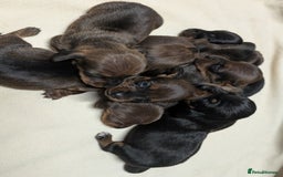 Miniature Dachshund dogs for sale: Quality KC / PRA Clear Minature Dachshund Puppies  - Image 7