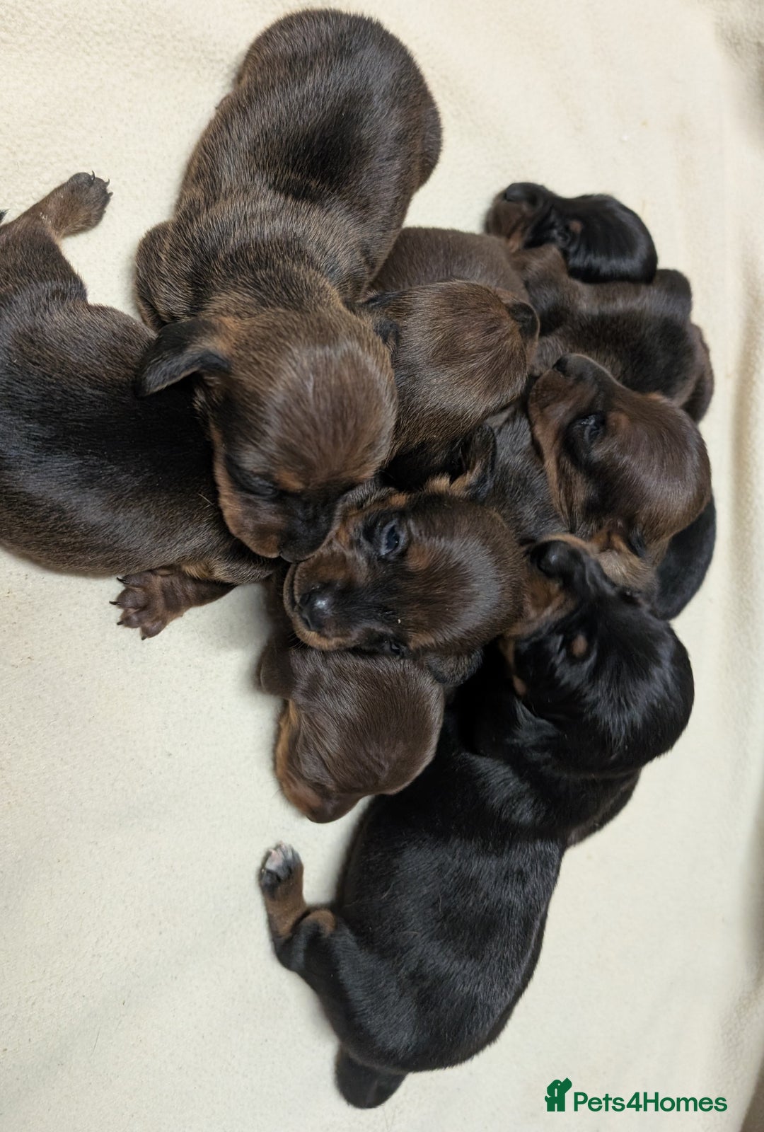 Miniature Dachshund dogs for sale: Quality KC / PRA Clear Minature Dachshund Puppies  - Image 7