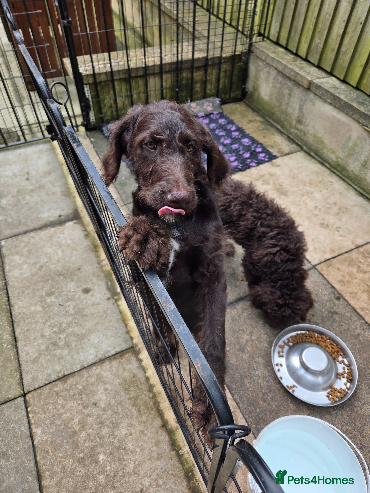Goldendoodle dogs ONE STUNNING GIRL AVAIABLE NOW - Advert 2