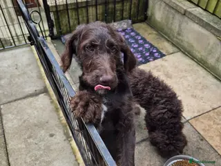 Goldendoodle dogs ONE STUNNING GIRL AVAIABLE NOW - Advert 2