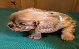 Cavalier King Charles Spaniel dogs for sale: Stunning Deep Ruby Cavalier king Charles puppies  - Image 19