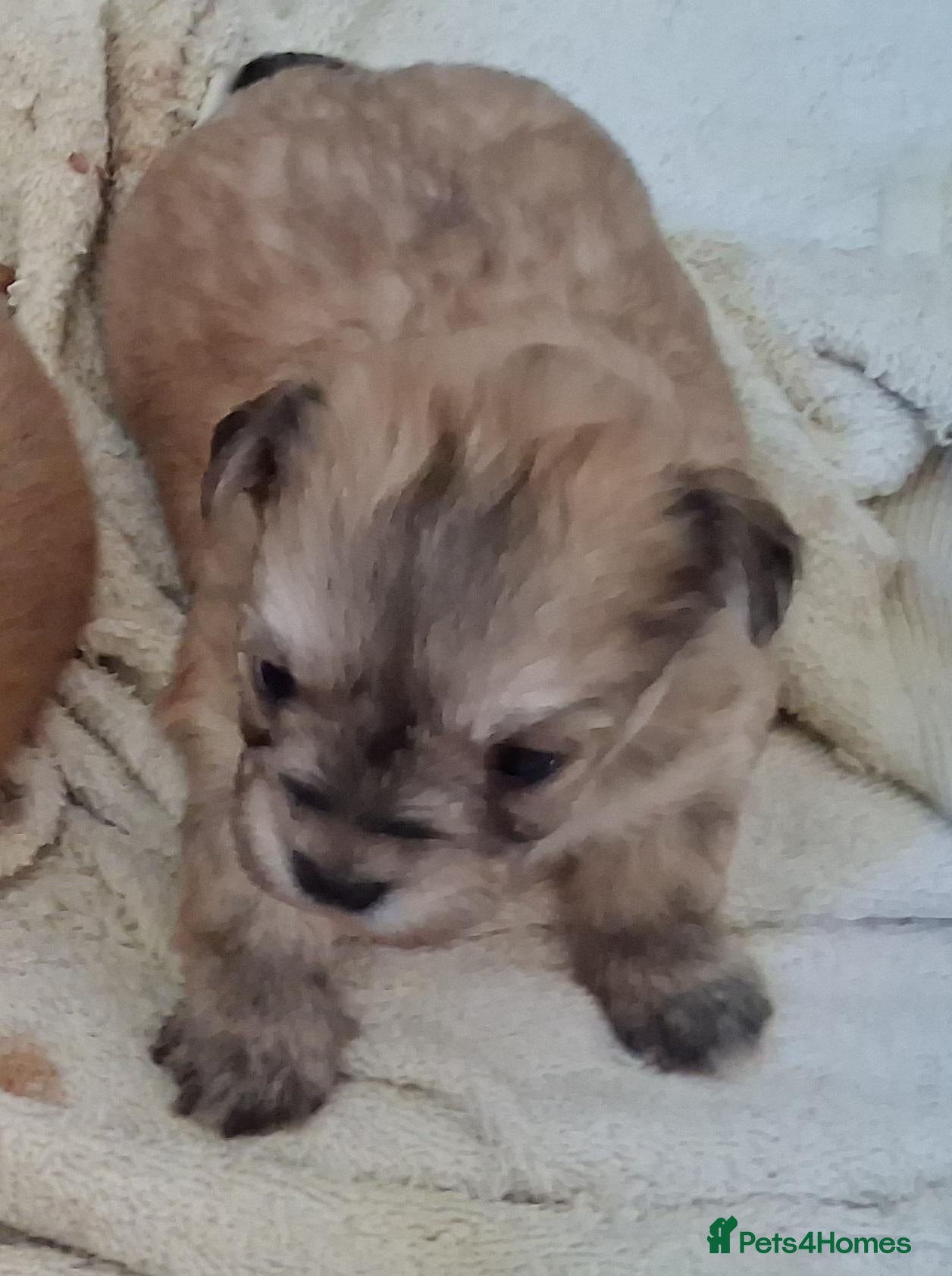Morkie dogs Maltese x Yorkshire terrier  - Advert 1
