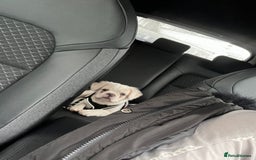 French Bulldog dogs for sale: Male Fluffy French Bulldog  - Image 5