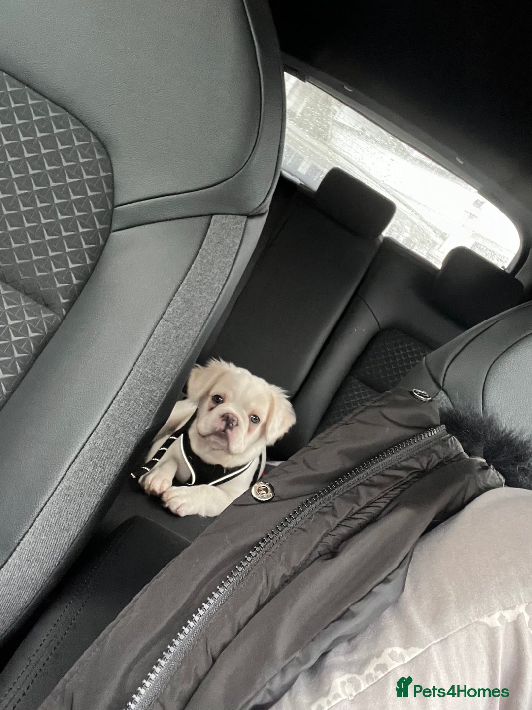 French Bulldog dogs for sale: Male Fluffy French Bulldog  - Image 5