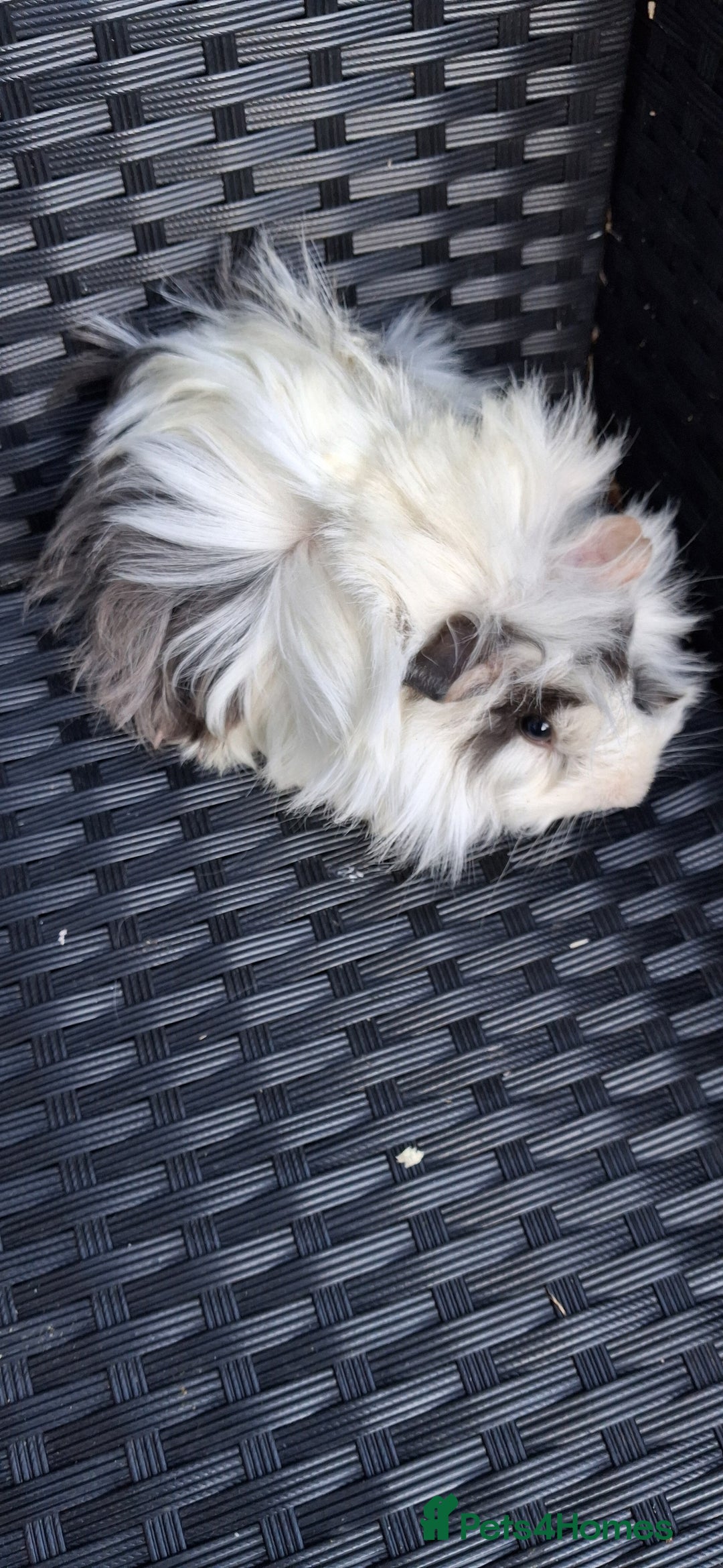 Guinea Pig rodents for sale: Baby boy guinea pigs ready to leave now  - Advert 13