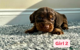 Cocker Spaniel dogs for sale: KC Reg Health Tested Working Cocker Spaniels - Image 6