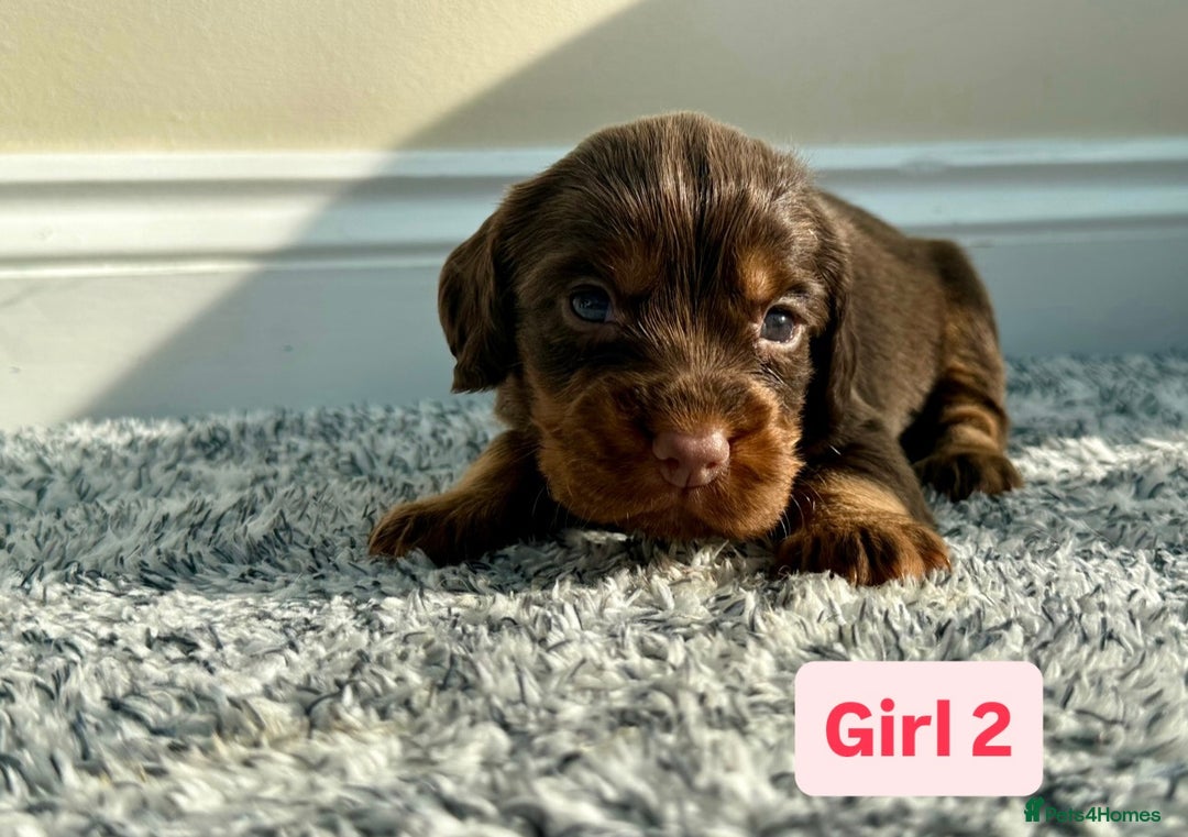 Cocker Spaniel dogs for sale: KC Reg Health Tested Working Cocker Spaniels - Image 6