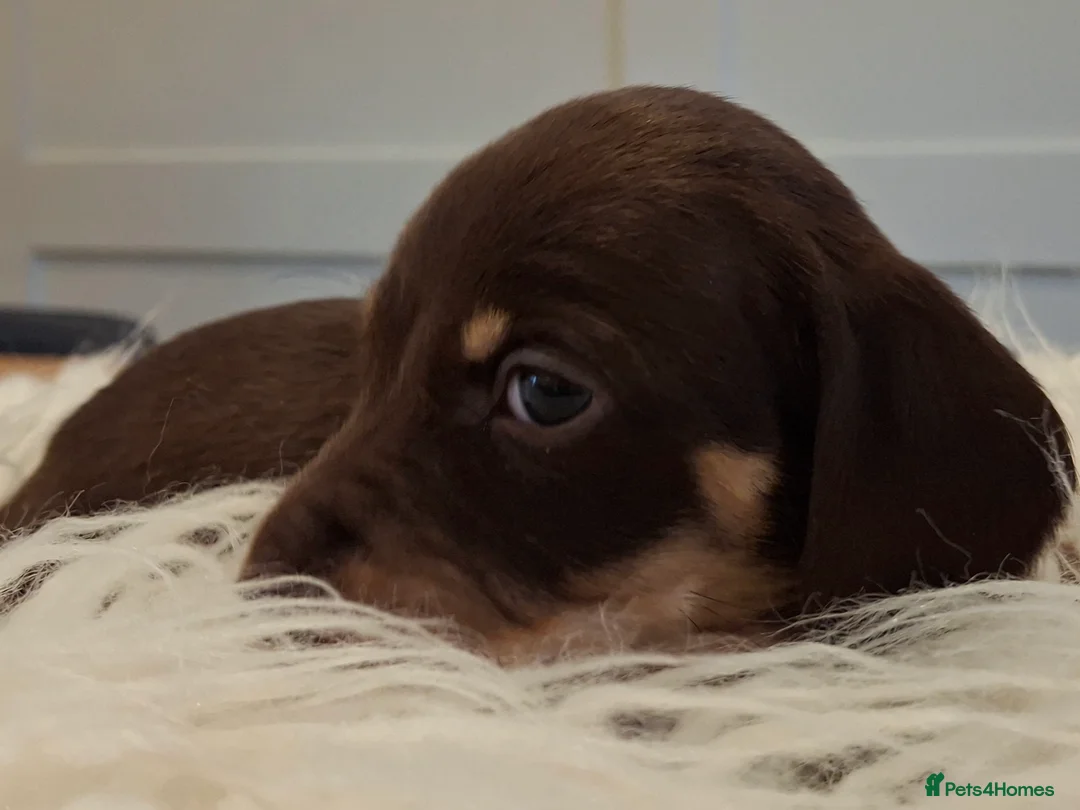 Miniature Dachshund dogs for sale: 🐾❤️ KC Reg Smooth Haired Miniature Dachschund  - Advert 16