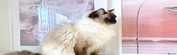 Ragdoll cats for sale: GCCF ACTIVE (FOR BREEDING) SEAL POINT MITTED GIRL - Advert 32