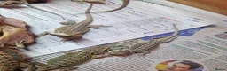 Bearded Dragon reptiles for sale: Baby Bearded Dagons - Advert 7