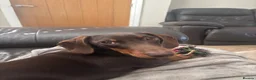 Miniature Dachshund dogs for stud: Bud the stud boy  - Advert 1