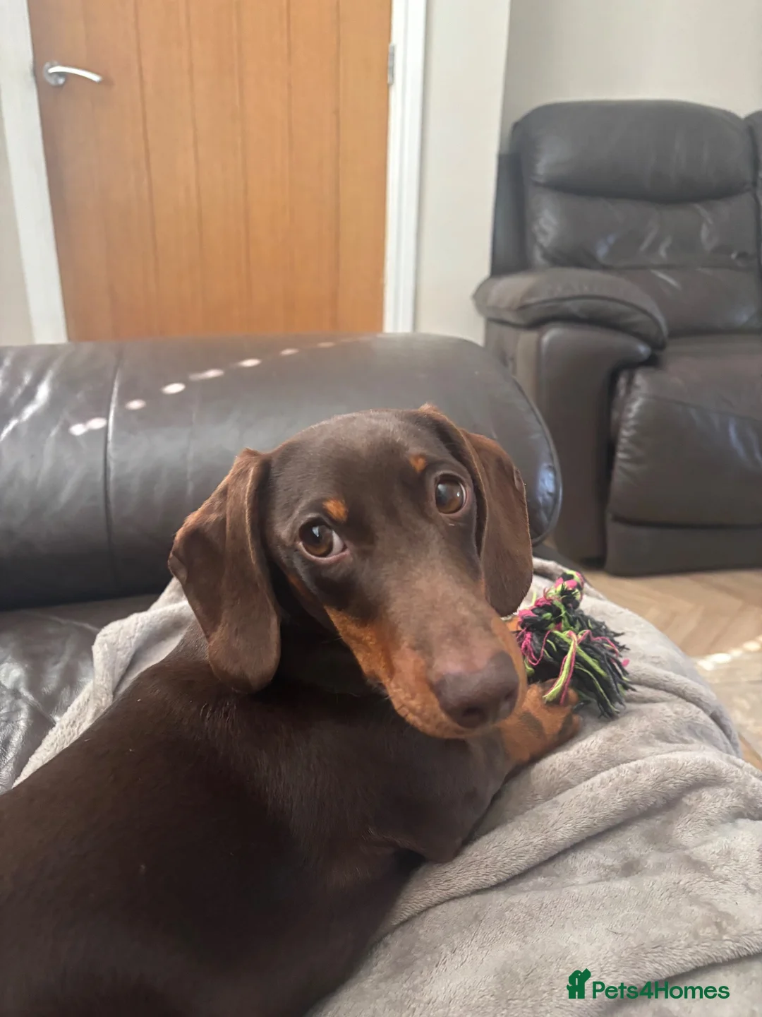 Miniature Dachshund dogs for stud: Bud the stud boy  - Advert 1