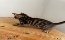 Bengal cats for sale: Mixed Bengal x Tabby - Image 16