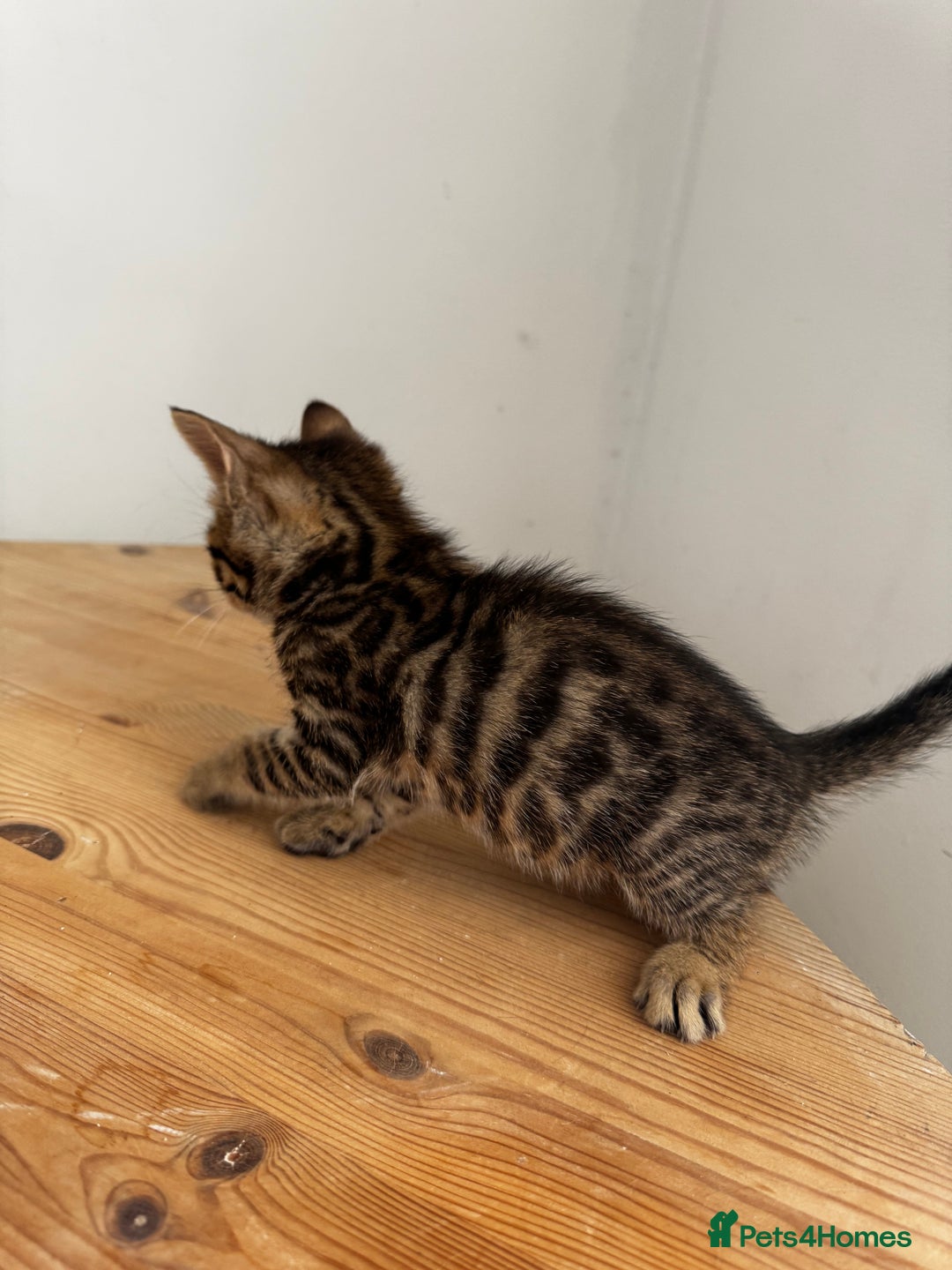 Bengal cats for sale: Mixed Bengal x Tabby - Image 16