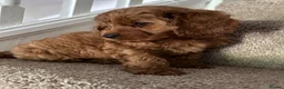 Mixed Breed dogs for sale: F1 Fox red cavapoo  - Advert 3