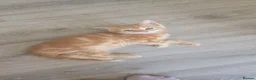 Mixed Breed cats for sale: Main coon cross kittens  - Advert 2