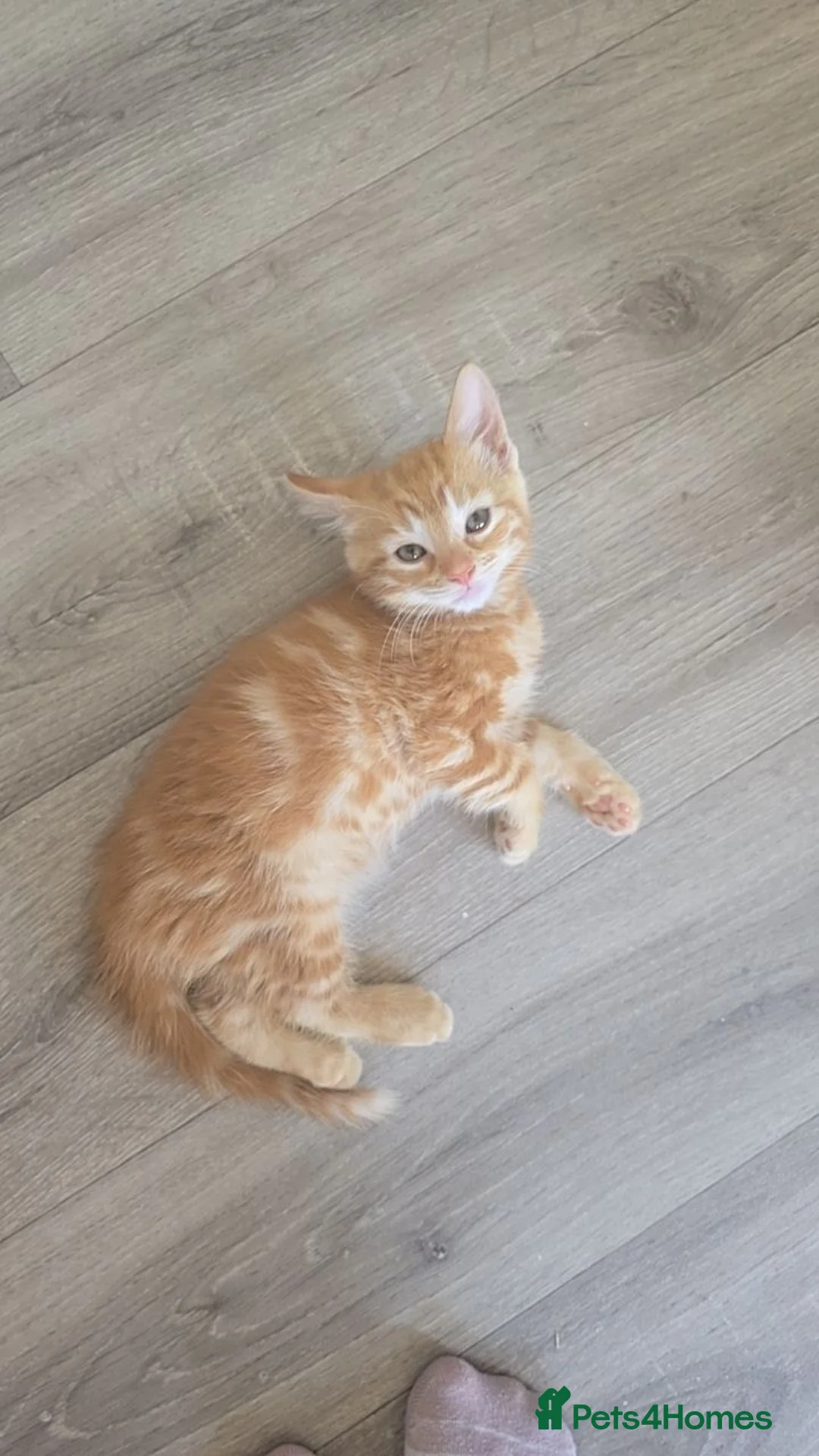Mixed Breed cats for sale: Main coon cross kittens  - Advert 2